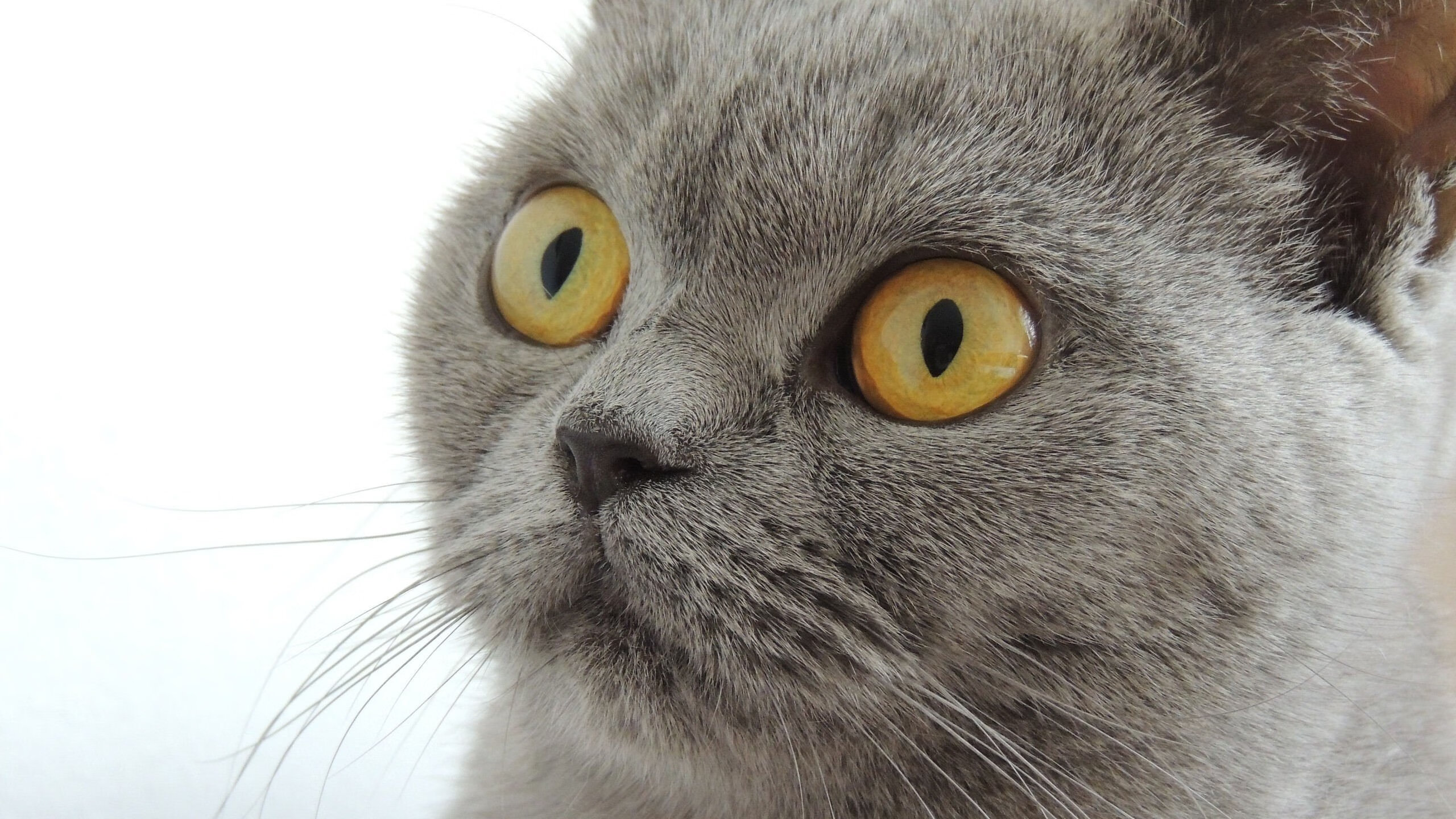 从天山脚下到迈阿密海滩，翻盘的基因如何跨越万水千山