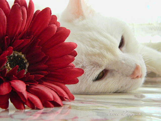 索伯车队险胜红牛二队，诺里斯刷新纪录闪耀F1赛场