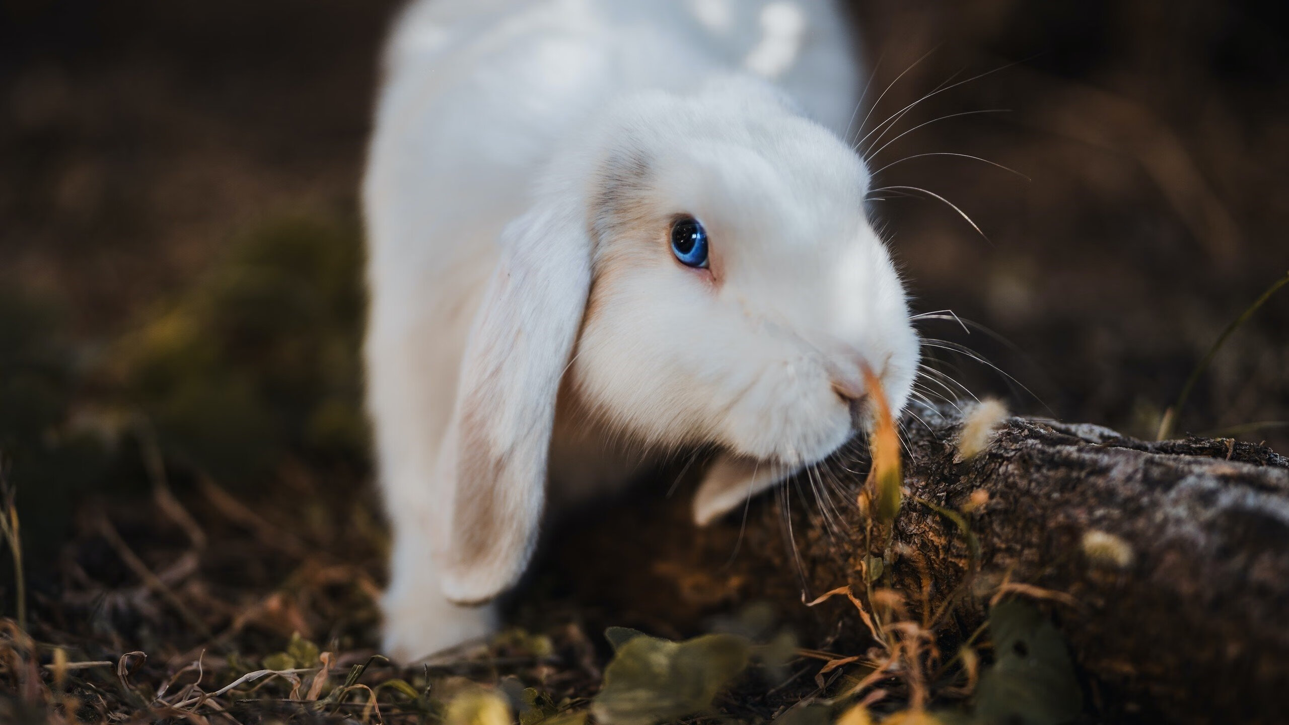 哈利伯顿利刃出鞘，浙江一波流冲垮火箭不败金身