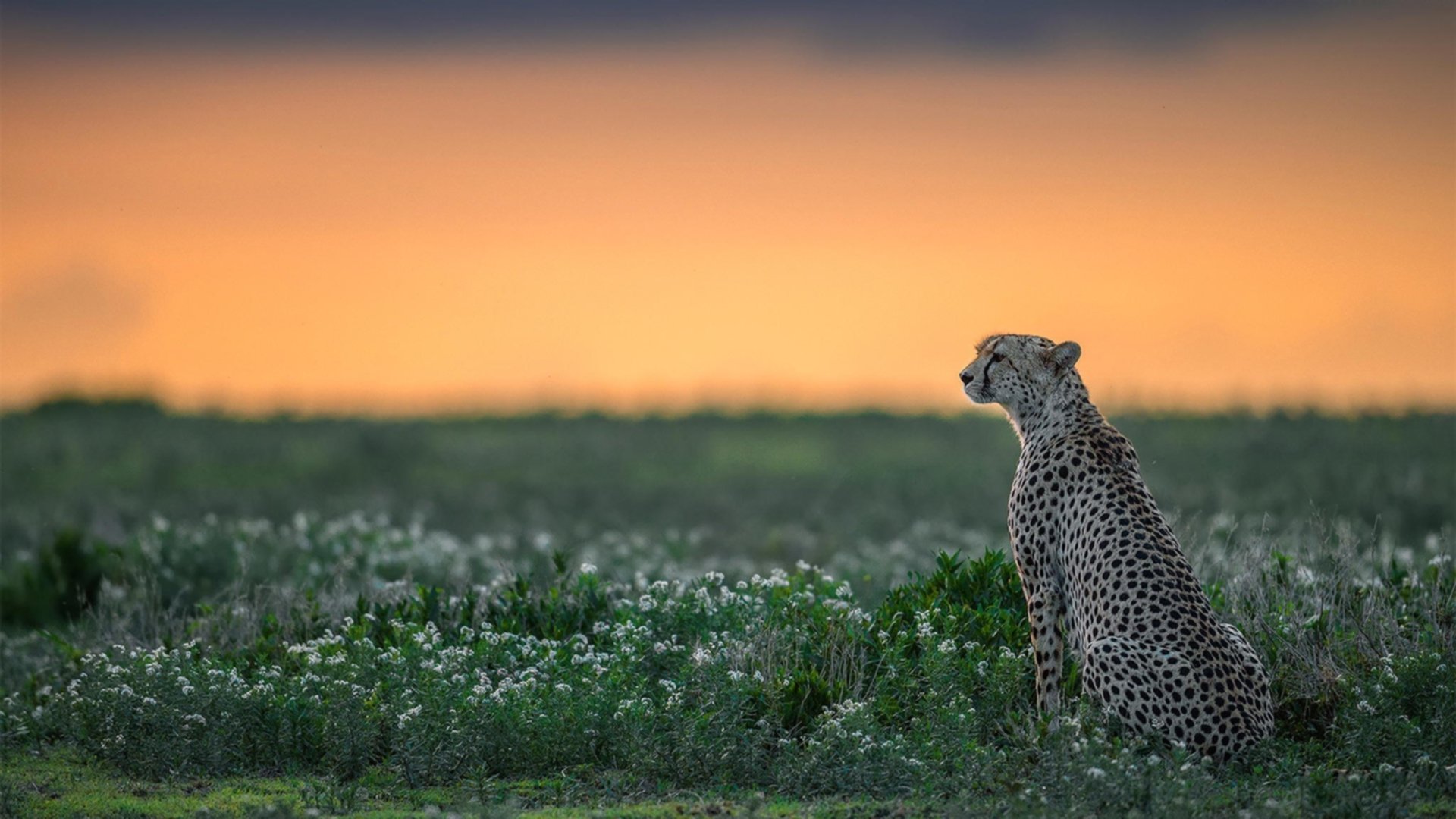 地球村的渺小与足球的伟大，当伊拉克奇迹领先，哈兰德用雪崩接管唯一之战