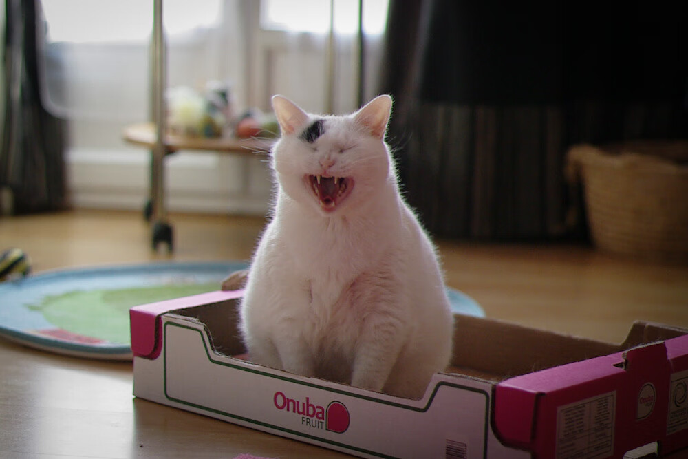 唯一宿命，当福登的脚尖划破哥伦比亚与南非的足球史诗