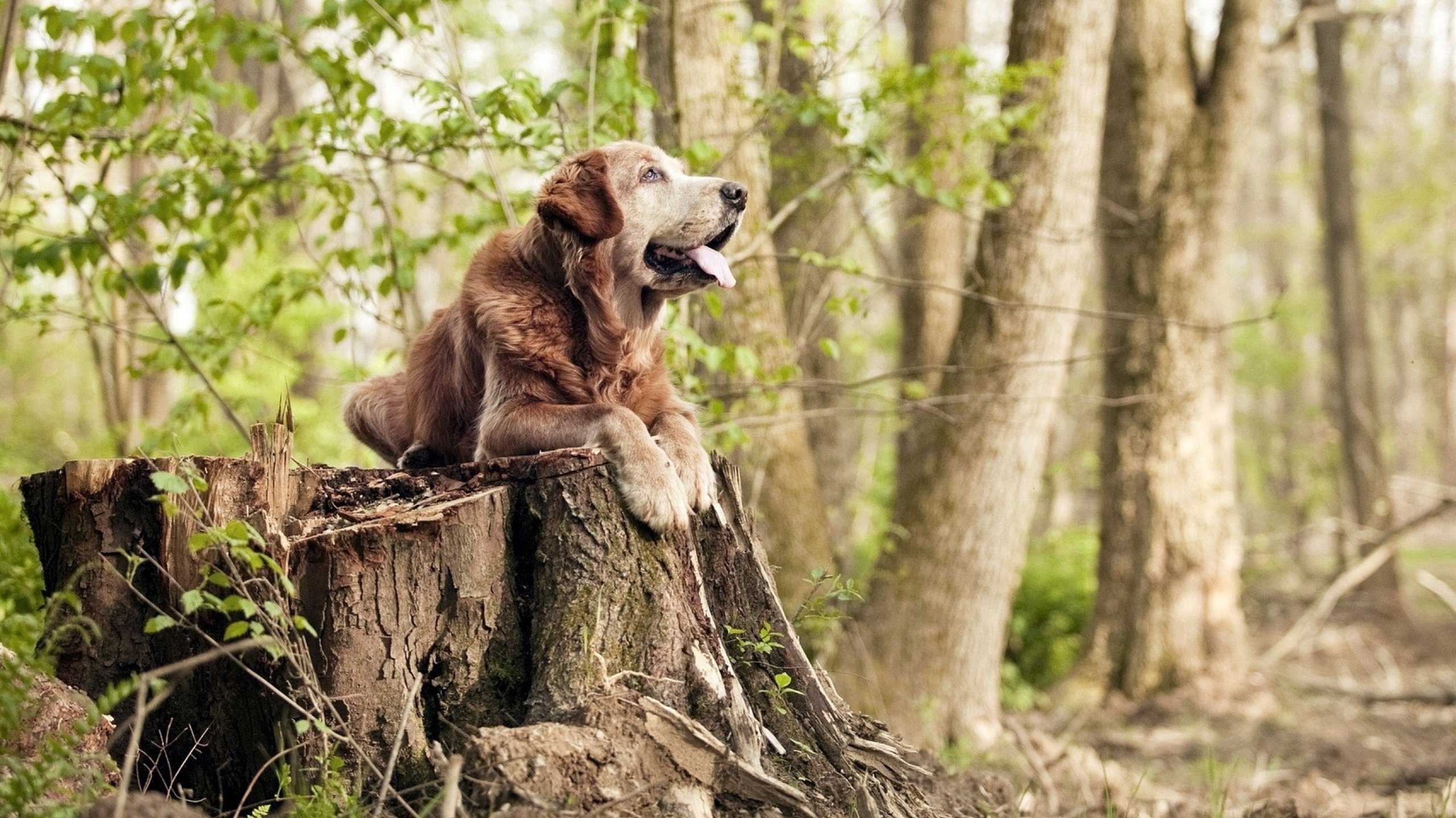 萨内关键节点连续得分，欧冠淘汰赛之夜铸就传奇