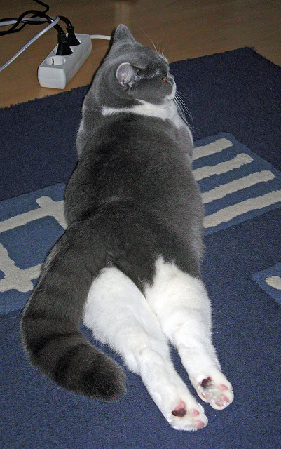 卡马文加时刻再现？南非闪电战7分钟奇迹击溃秘鲁