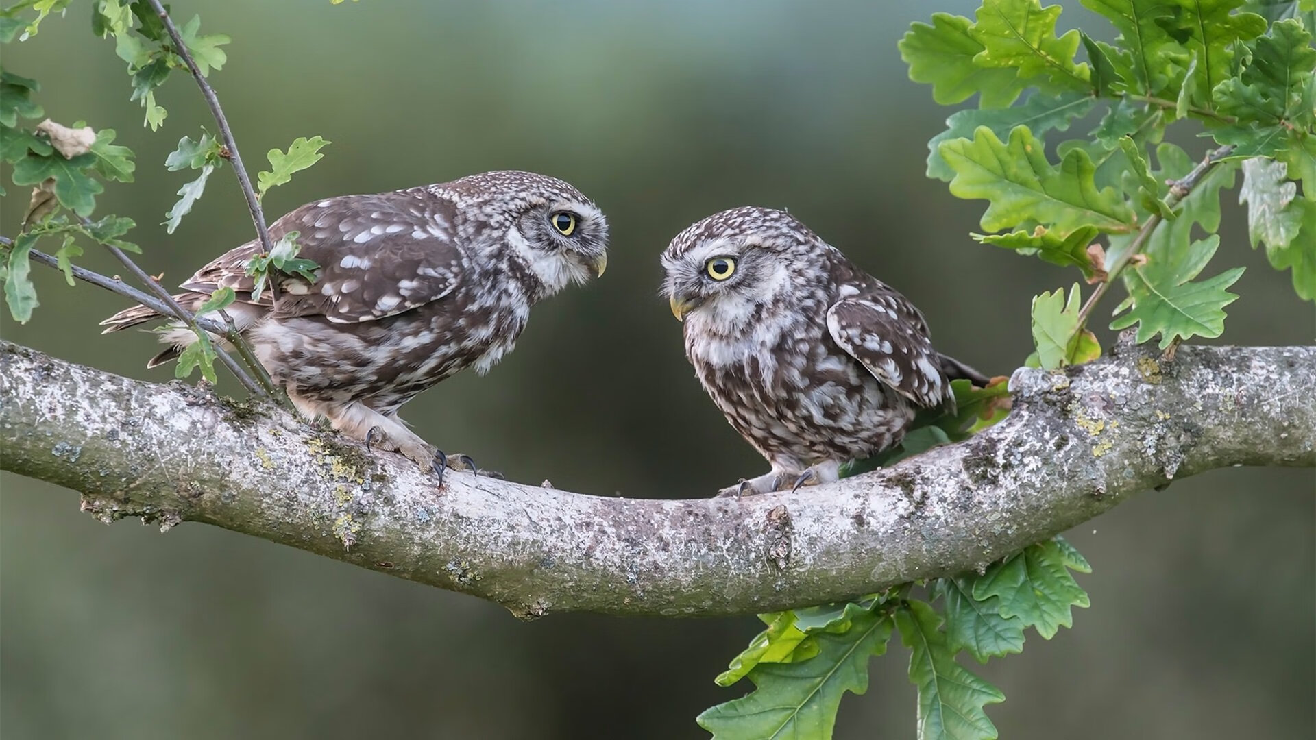 当唯一性主宰赛场，约基奇让悬念早逝，开拓者斩落强敌