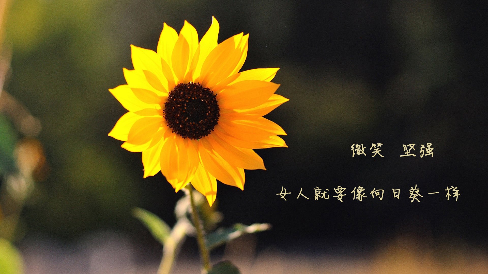 节奏的跨界交响，那不勒斯足球智慧如何赋能拉亚在F1揭幕战接管比赛