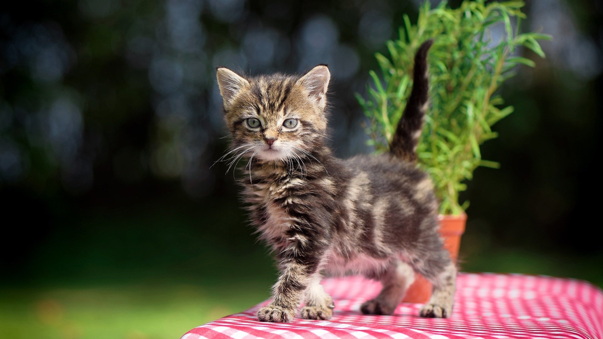 硬仗美学，当恩比德的统治力遇见广厦的团队风暴