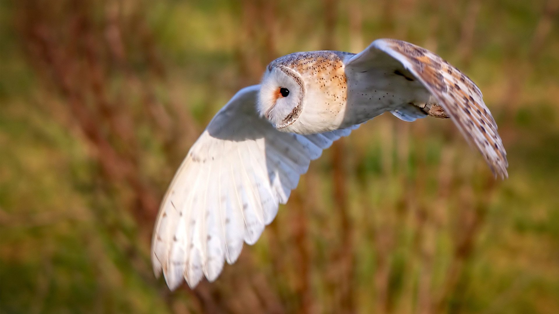 绿茵场上的达拉斯独行侠，2026世界杯，谁将收割印第安纳步行者？