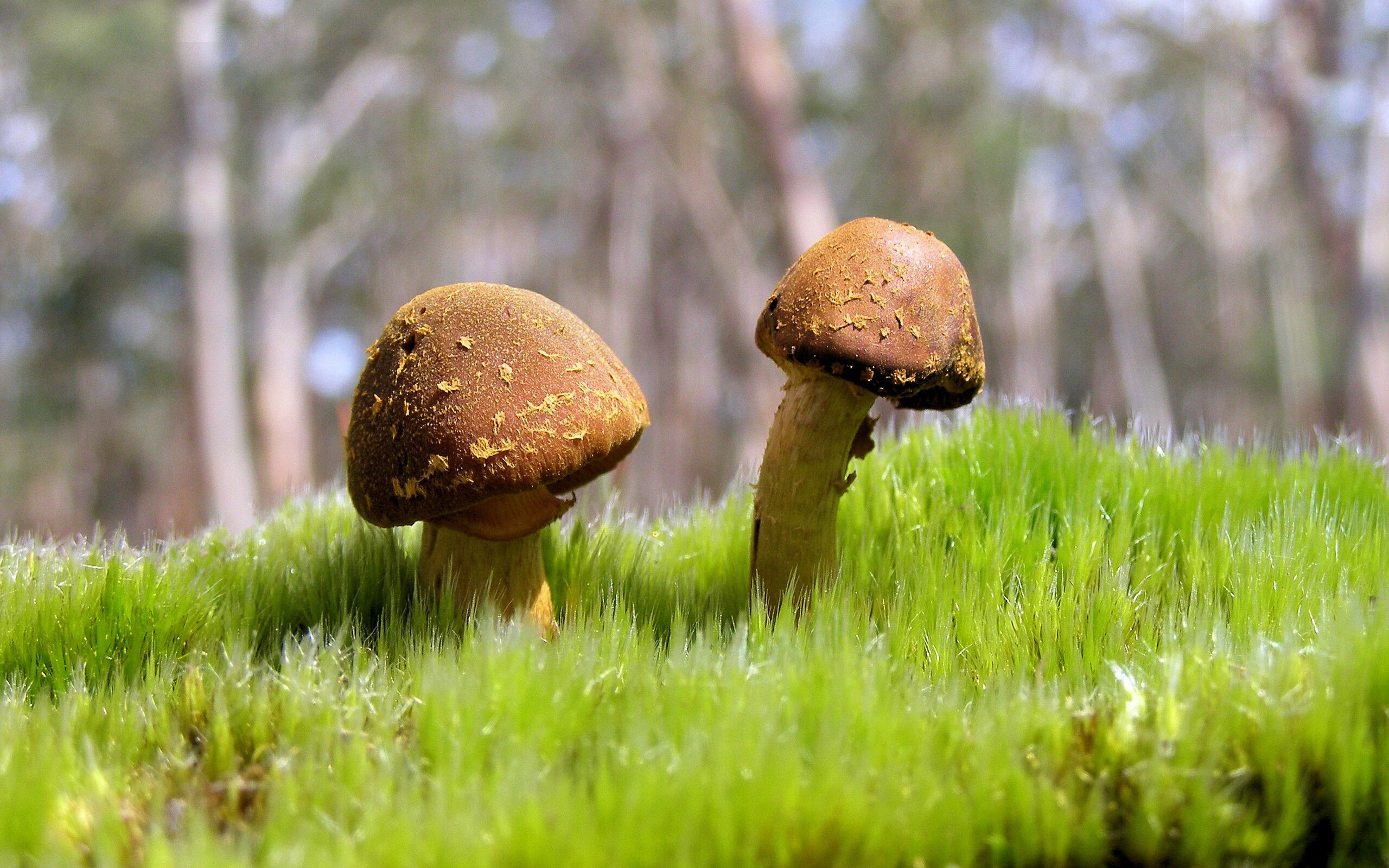 封神一节，文班亚马未来与现在的对话导演篮网逆转好戏