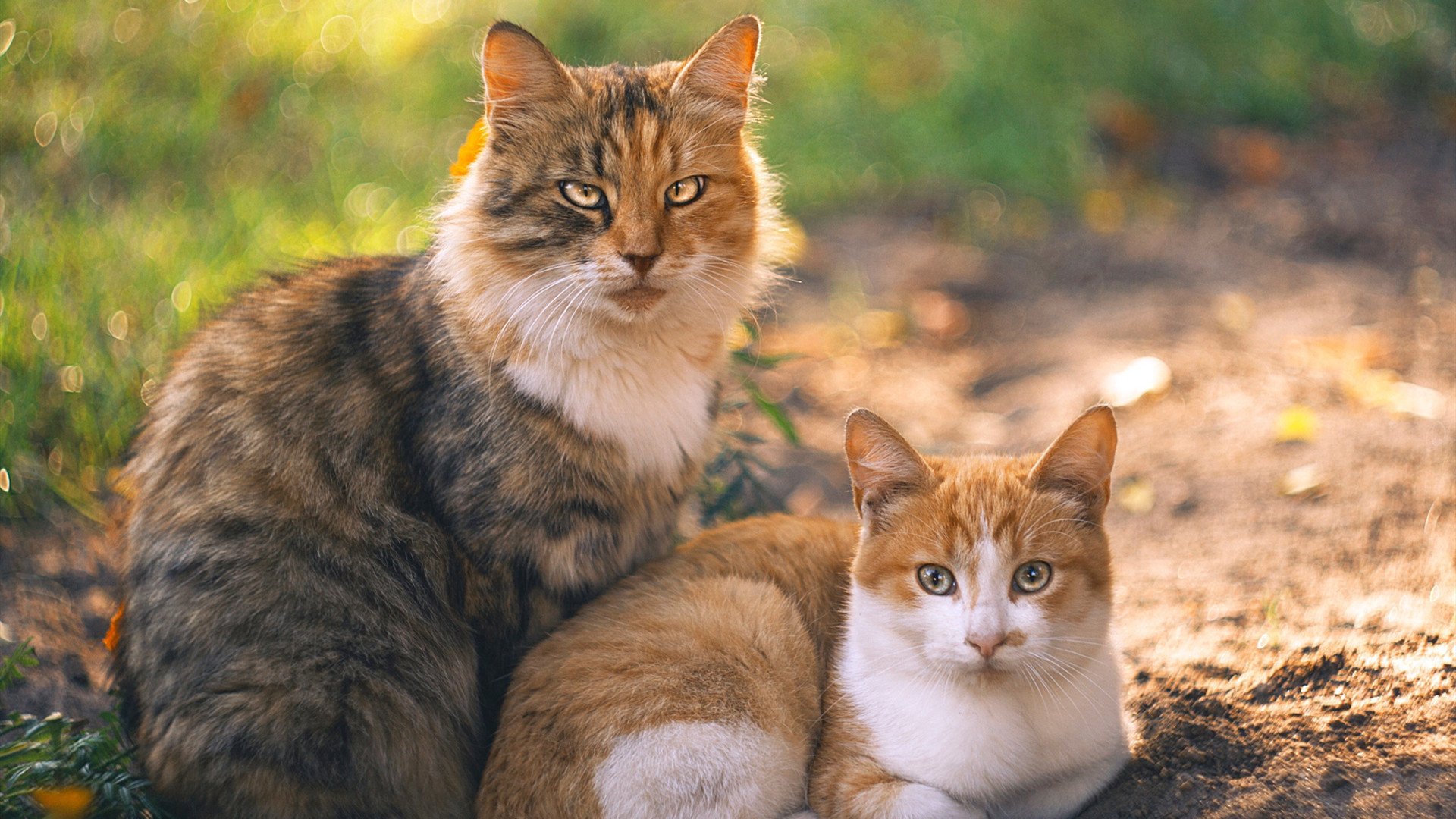 末节火焰燃烧北境！杰伦·格林狂飙20分，黄蜂三军用命客场带走北京队