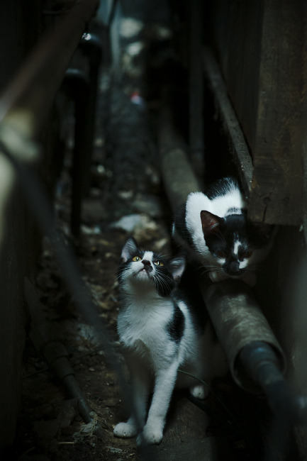 北纬22°的钢铁丛林，当杜兰特式的个人主义席卷东方公牛