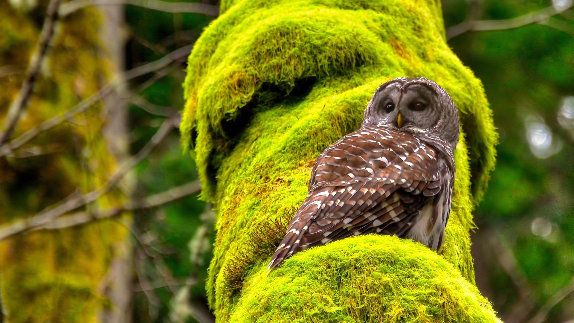 季后赛双重奏，湖人逆境突围，杰伦格林接管闪耀