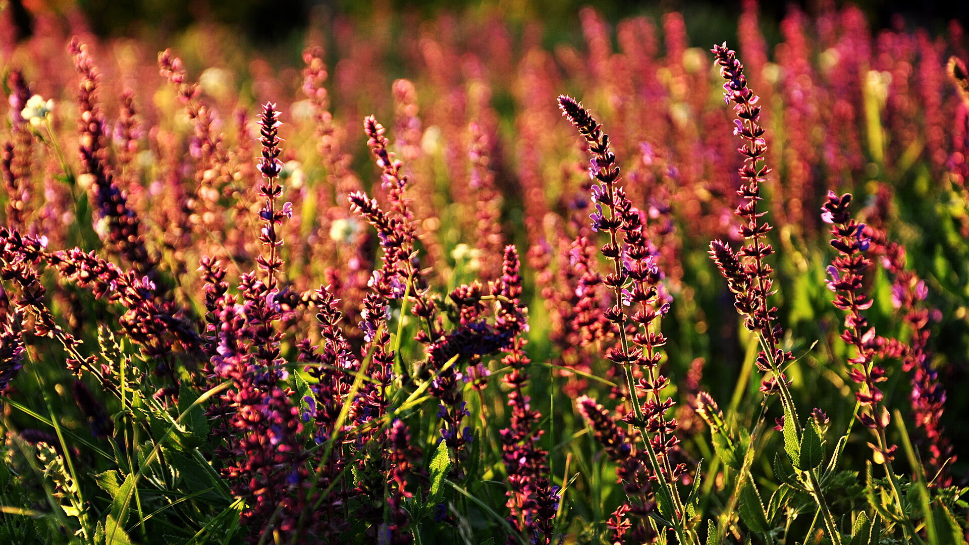 攻防铁幕,贝林厄姆的意甲焦点战之夜如何改写现代中场定义