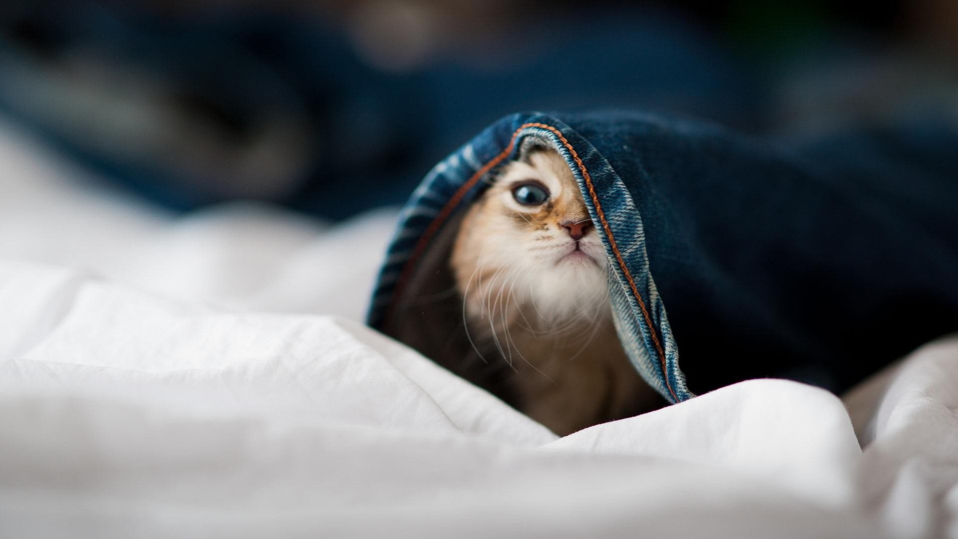 爱游戏大厅-他的天空群星闪耀时，贝恩56分之夜，被太阳光芒温柔覆盖